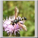 Conops flavipes - Dickkopffliege w01.jpg